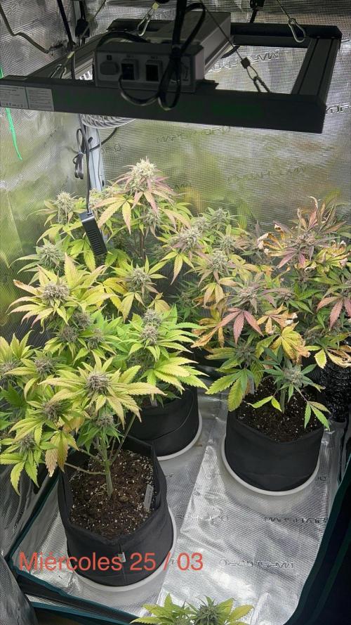 Sweet Auto. Week 9