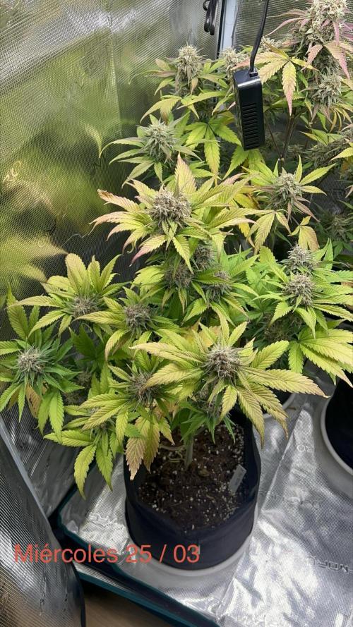 Sweet Auto. Week 9