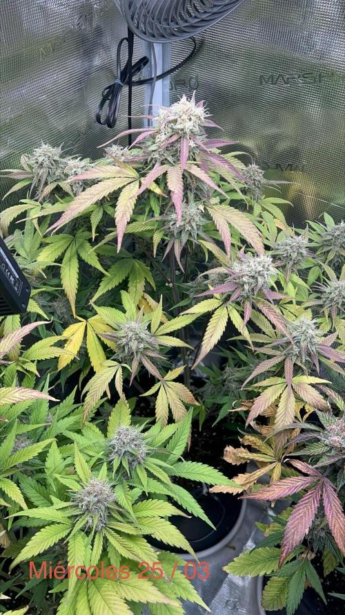 Sweet Auto. Week 9