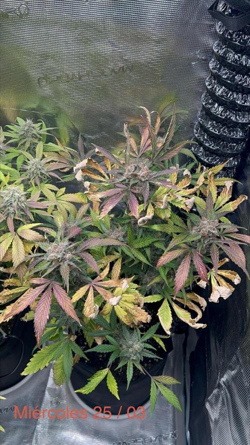 Sweet Auto. Week 9