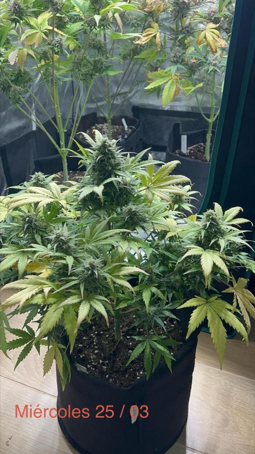 Sweet Auto. Week 9
