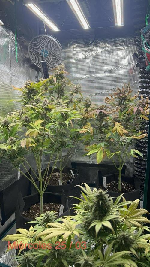 Sweet Auto. Week 9