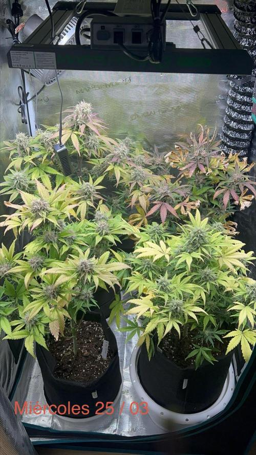 Sweet Auto. Week 9