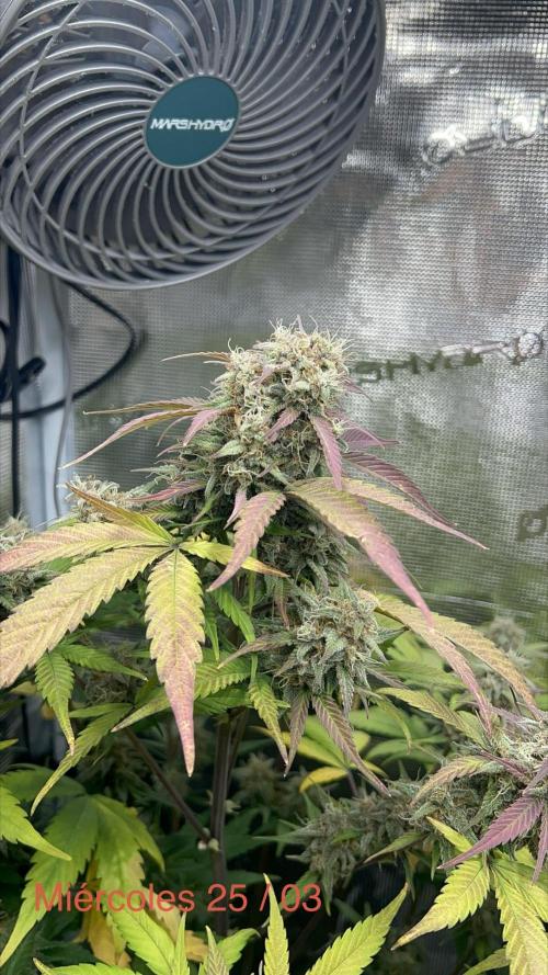 Sweet Auto. Week 9