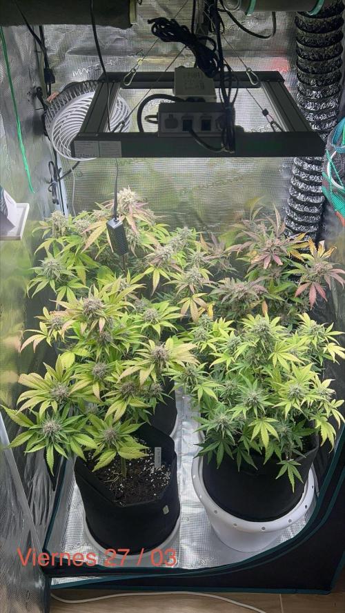 Sweet Auto. Week 10