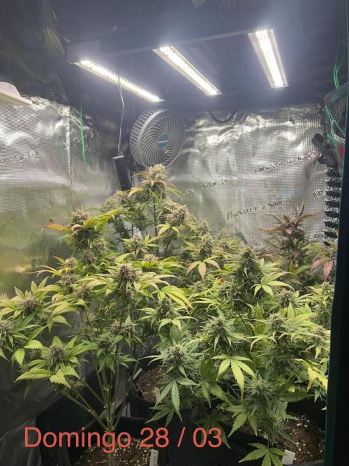 Sweet Auto. Week 10
