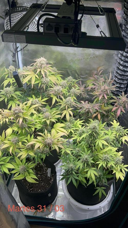 Sweet Auto. Week 10