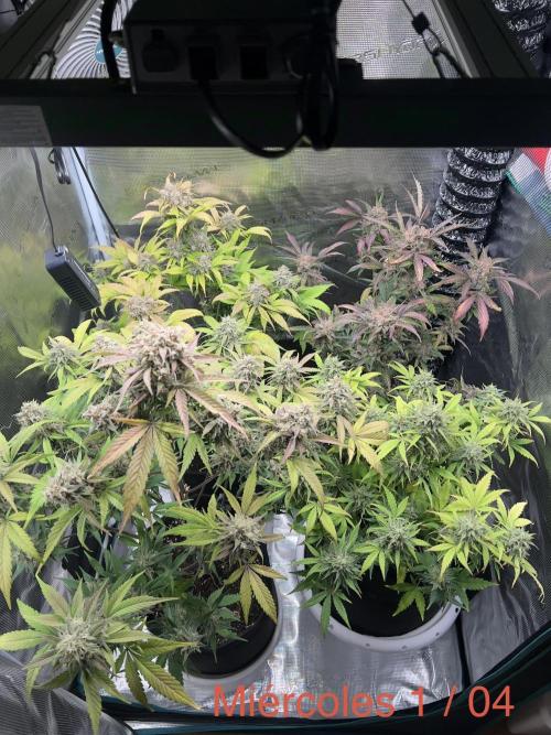 Sweet Auto. Week 10