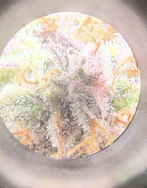 Sweet Auto. Week 10