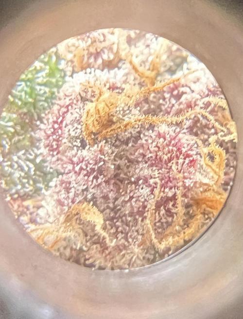 Sweet Auto. Week 10