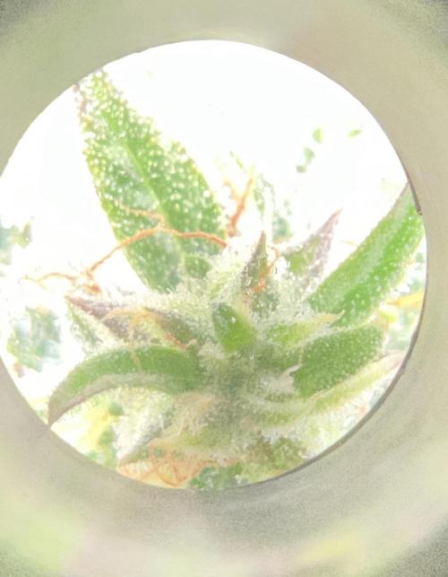 Sweet Auto. Week 10