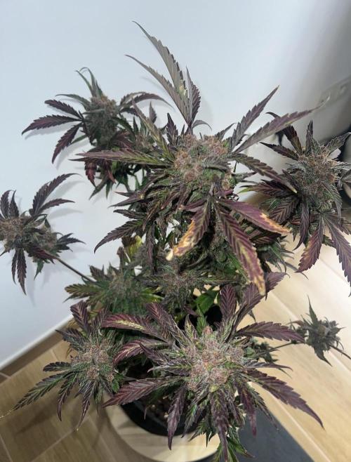Sweet Auto. Week 11