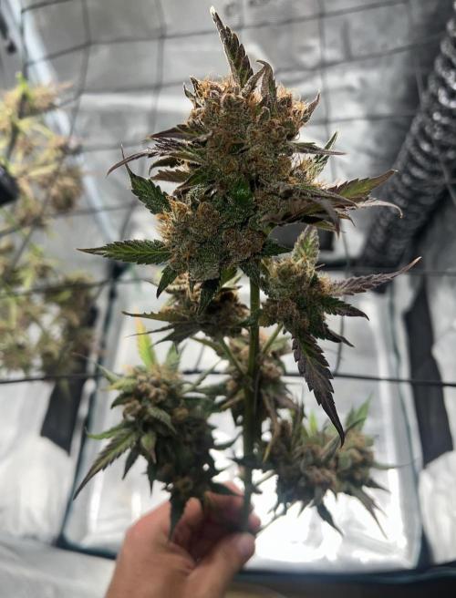 Sweet Auto. Week 11