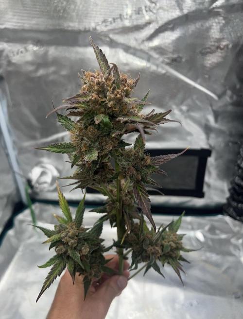 Sweet Auto. Week 11