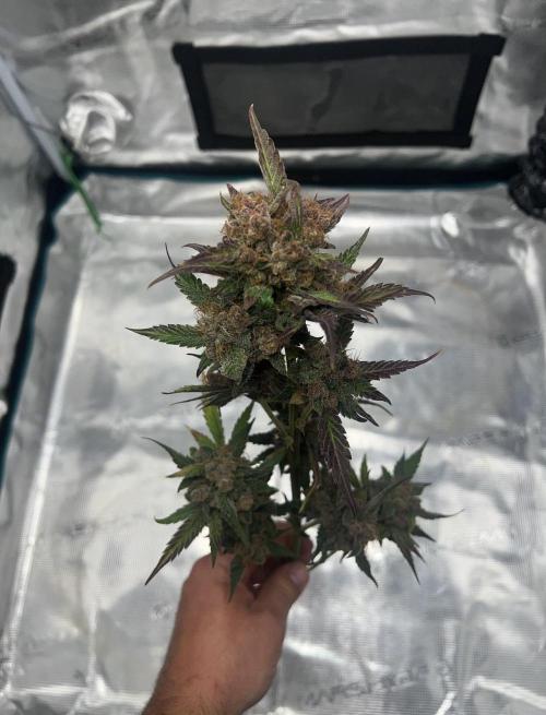Sweet Auto. Week 11