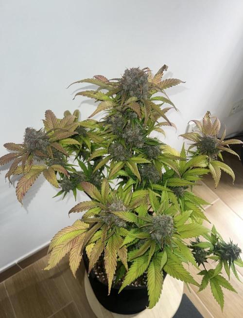 Sweet Auto. Week 11