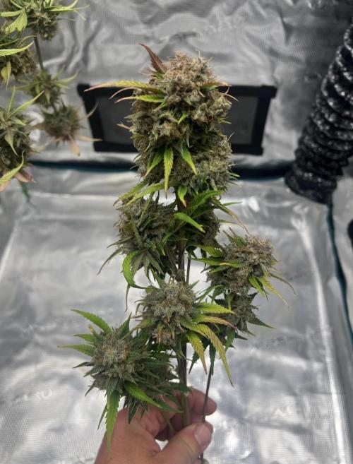 Sweet Auto. Week 11