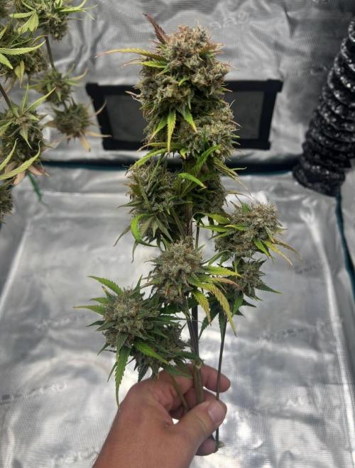 Sweet Auto. Week 11