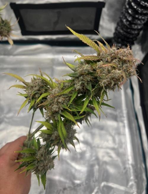 Sweet Auto. Week 11