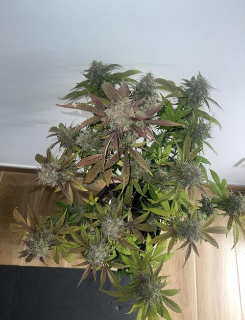 Sweet Auto. Week 11