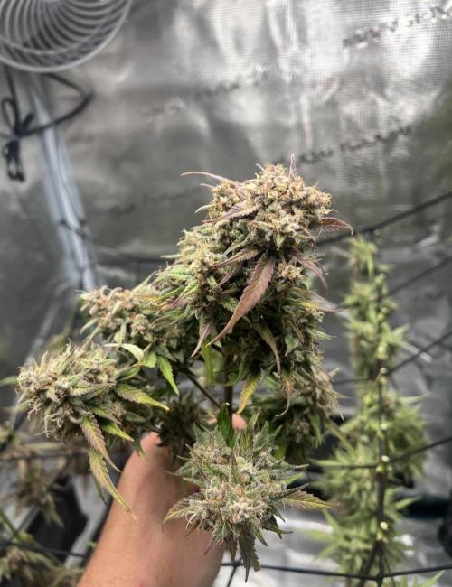 Sweet Auto. Week 11