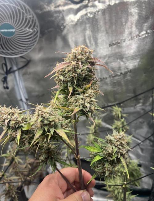 Sweet Auto. Week 11