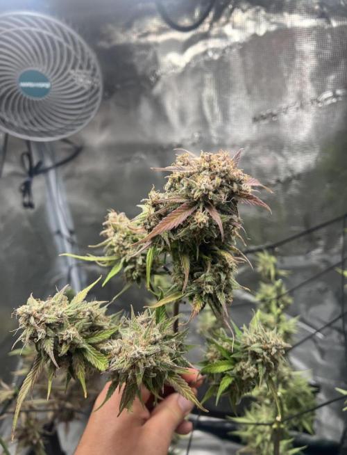 Sweet Auto. Week 11