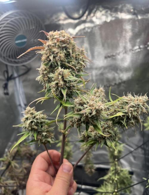 Sweet Auto. Week 11