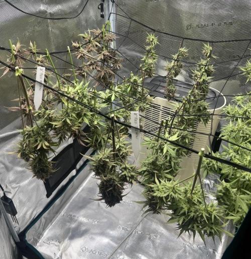 Sweet Auto. Week 11
