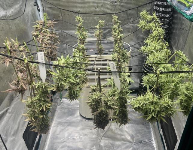 Sweet Auto. Week 11