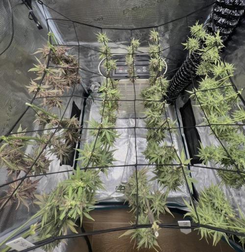 Sweet Auto. Week 11