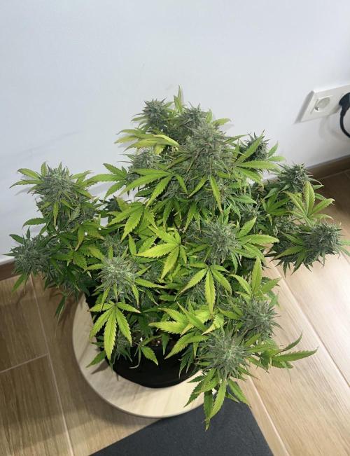 Sweet Auto. Week 11