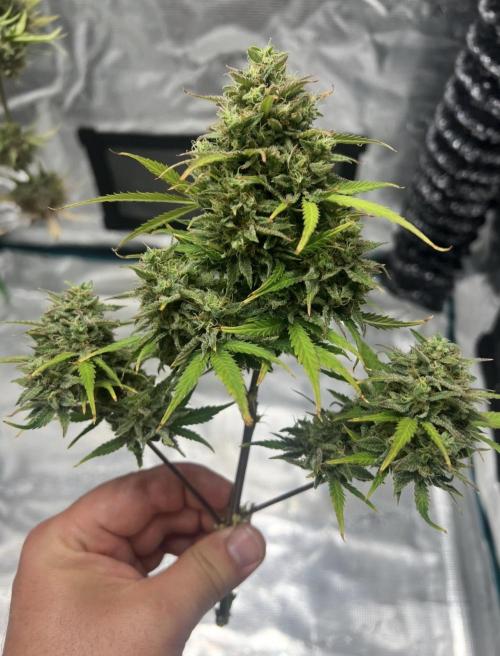 Sweet Auto. Week 11
