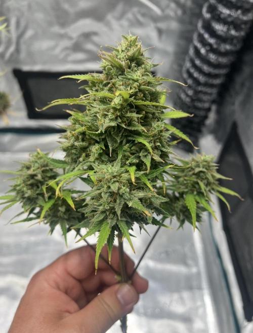 Sweet Auto. Week 11