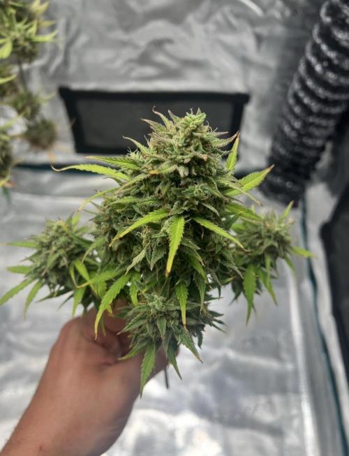 Sweet Auto. Week 11