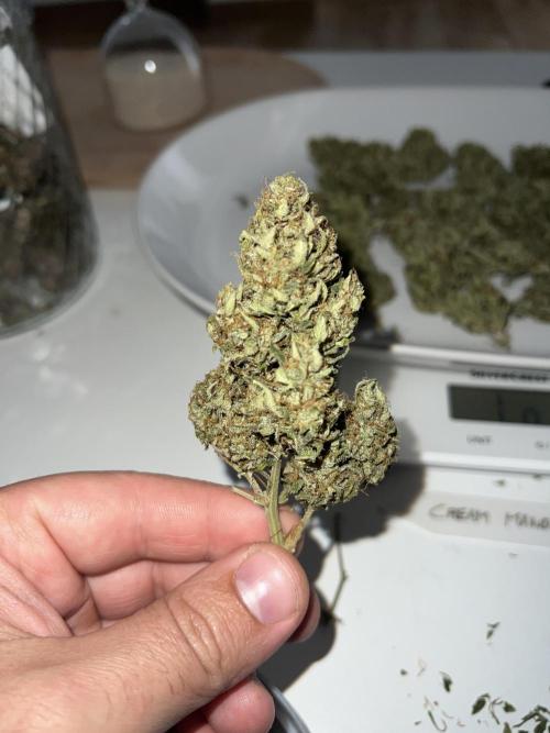 Sweet Auto. Week 11