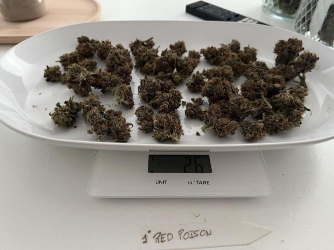 Sweet Auto. Week 11