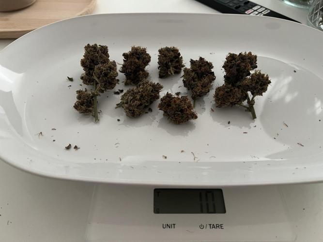Sweet Auto. Week 11