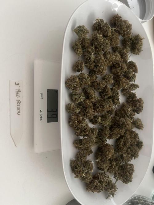 Sweet Auto. Week 11