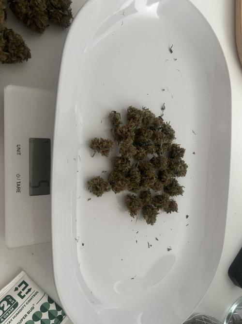 Sweet Auto. Week 11