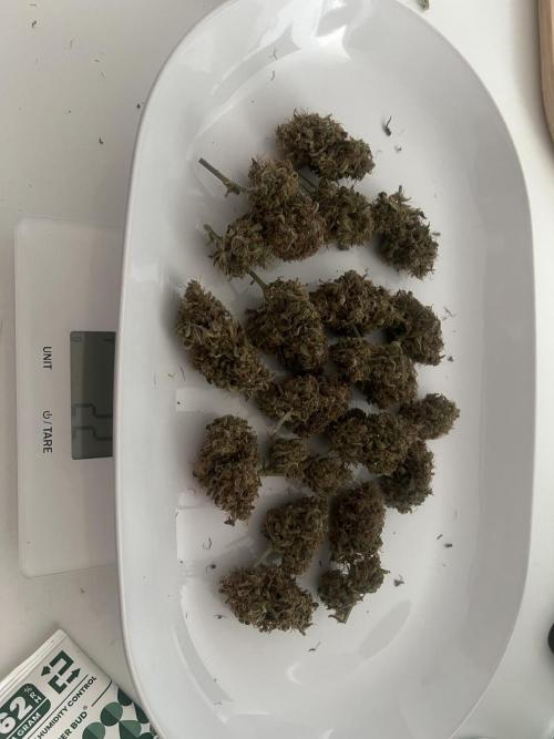 Sweet Auto. Week 11