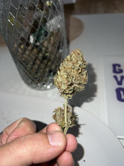 Sweet Auto. Week 11