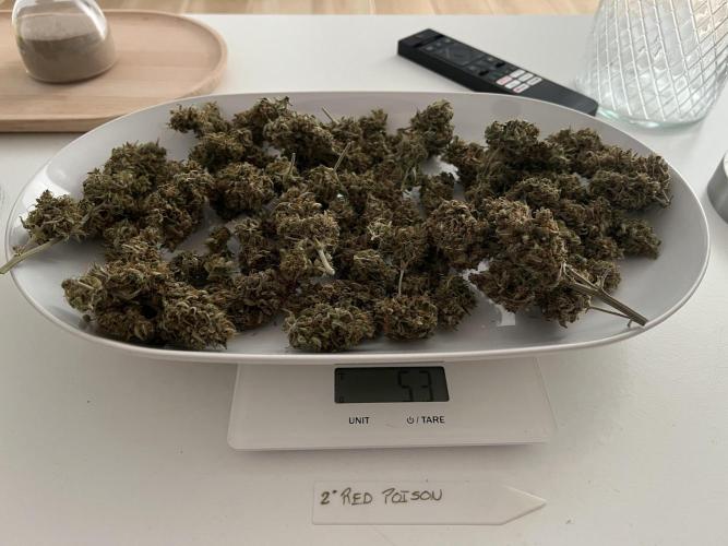 Sweet Auto. Week 11