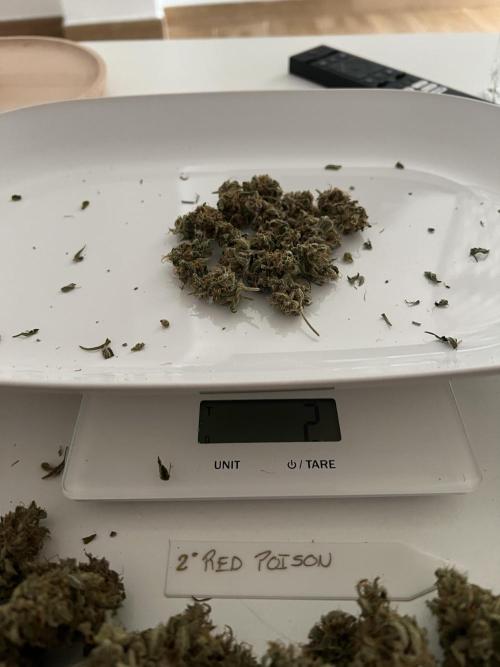 Sweet Auto. Week 11