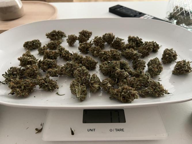 Sweet Auto. Week 11