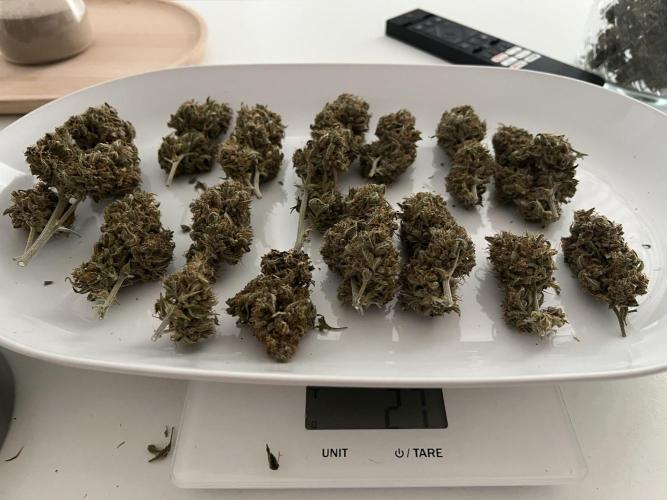 Sweet Auto. Week 11