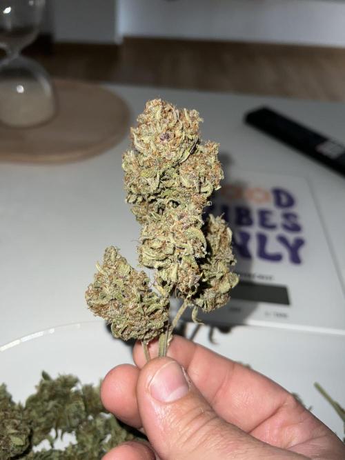 Sweet Auto. Week 11