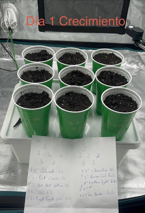 Surtido Sweet Seeds. Week 0