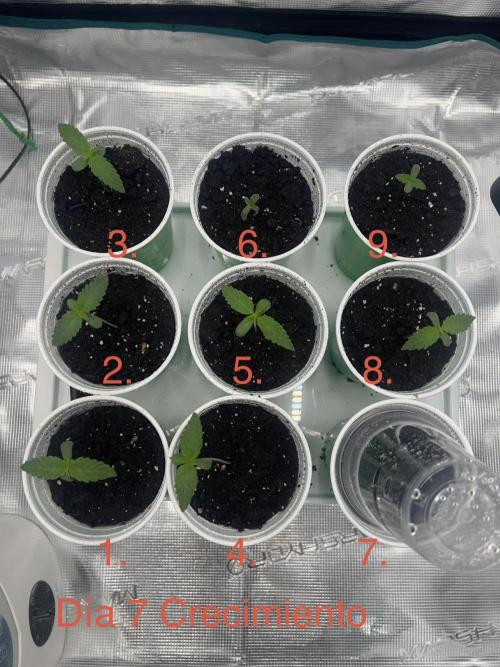 Surtido Sweet Seeds. Week 0