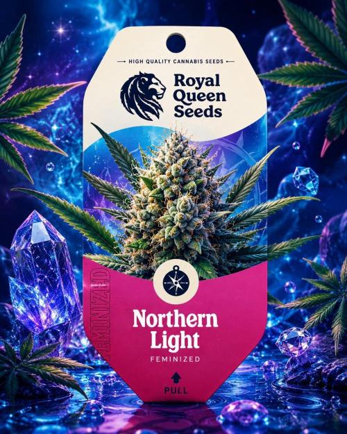 Luz del Norte. Week 0